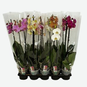 Растение горшечное Фаленопсис 1 ветка d12