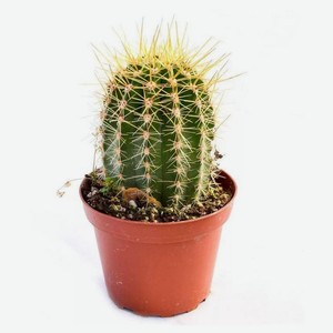 Живое растение Кактус в чаше d 13 h 15 см, 1 шт