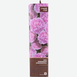 Саженцы Пион Микс в тубе, 1 шт