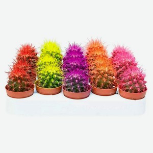 Живое растение Кактус Эхинокактус Грузони Радуга в ассортименте в горшке d 12 h 15 см, 1 шт