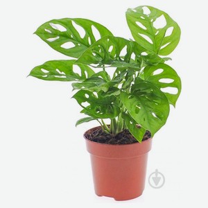 Живое растение Лиана Монстера Облика зеленая в горшке d 12 h 25 см, 1 шт