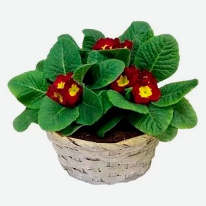 Живое растение Примула в ассортименте в корзинке d 16 h 25 см, 1 шт