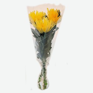 Букет живых срезанных цветов Хризантема одноголовая ароматная из 3 шт в прозрачной упаковке в ассортименте, 1 шт