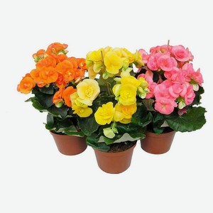 Живое растение Бегония Элатиор в ассортименте в горшке d 12 h 23 см, 1 шт